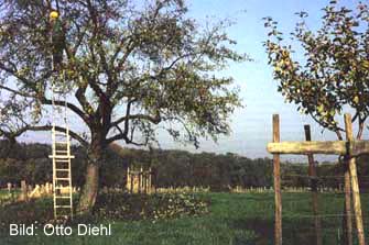 Obstbaumschnitt