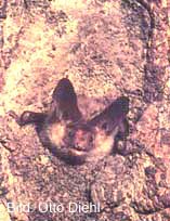 Bechsteinfledermaus