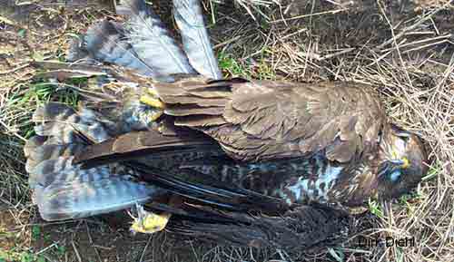 Durch Strom umgekommener Bussard